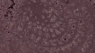 Fossiliferous Limestone, Crossed Polars