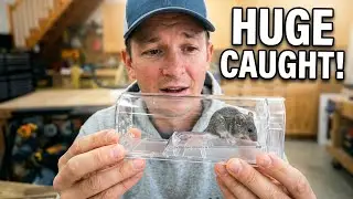 Easy & Effective Humane Mouse Trap - Review | link in Description👇