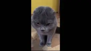 Котик:)