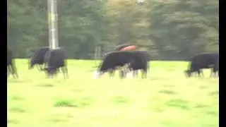 Rooks Nest Farm