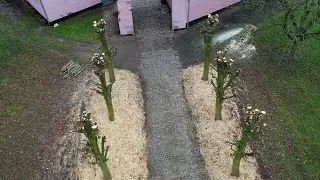 A Royal Task: Trimming the King’s Lime Trees