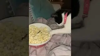 Kitty Snatches Herself a Popcorn Snack || ViralHog