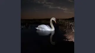 Eternal Image