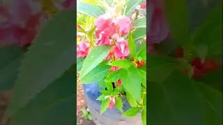 balsam plant #rare#seeds#shorts#speed#gts#rose#garden