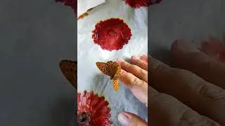 Она вернулась и не хочет улетать! #Hand butterfly #Бабочка - красавица! #Ручная бабочка #butterfly