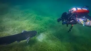 Kulki E1 / Wels-Kontakt & Fisch-Spektakel / 13.06.25
