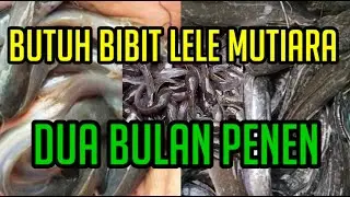 JUAL BIBIT LELE MUTIARA BERBAGAI UKURAN
