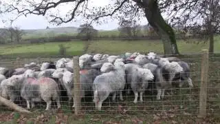 Uplands Special: Case study: James Rebanks, Matterdale