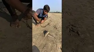 Two bait throwing by hunting monster fish  #fishinglife  #river  #bait