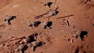 Loggerhead Turtles Return to the Sea　～　Sony's Biodiversity Conservation (Full HD)