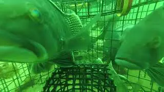 Black Sea Bass trap fishing! - part 2 - where did they all go. the old eat and run.