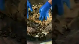 cook and remove wild Sour Jujube's seeds by hand-Physical Strength and Skills
