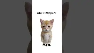 Morning Wood explained by cats #catexplains #cat