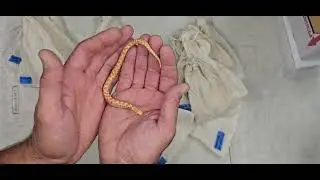 Hognose Unboxing Video