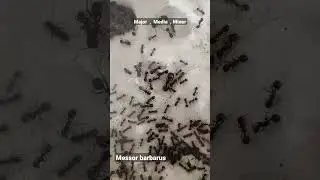 Messor barbarus  Major Media Minor antkeeping
