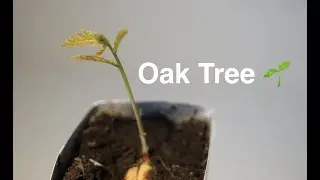 The First 10 Days of an Oak Tree | Quercus robur | 4K Timelapse