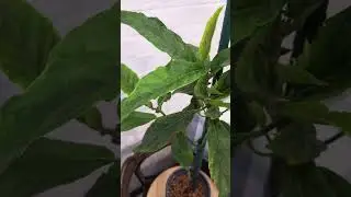 фикус нота вариегатный #plants #фикус