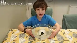 8 year old wildlife lover hatches penguin egg at home