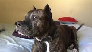 brindle pitbull barking and growling volume up !!!
