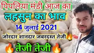 Raw Garlic Rate Today | Fresh Garlic Rate Today | Garlic Rate Today | Pipliya Mandi Lahsun Bhav