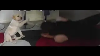 FFL365: 10 weeks Labrador puppy makes push-ups entertaining with highfives