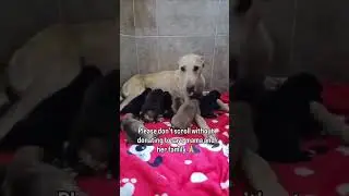 Help Us Support This Mama We&rsquo;ve been working tirelessly to ensure their safetyand health #rescuelove