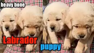 labrador puppy for sale in chip price || labrador puppies for sale || labrador puppy chip price ||