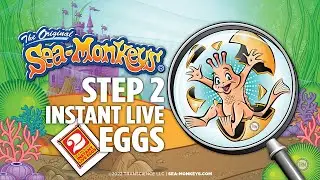 Step 2 - Instant Life Eggs | The Original Sea-Monkeys&reg;