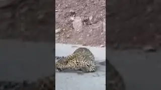 Leopard Hit by Car seriously injured 😭😭😱😱