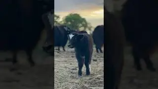 Have you heard a yak before? #yak #cow #cattlefarming #animalfarming #homestead #farm #farmlife #wy