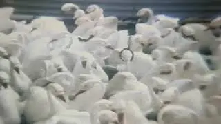 Edenlandia/Napoli 1970