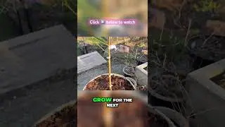 See How Easy It Is to Grow a Dwarf Peach Tree at Home!