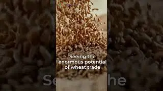 Russia Plans to Export 50 Million Tons of Wheat in the 2024-2025 Agricultural Season