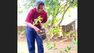 planting#banana tree# home vlog
