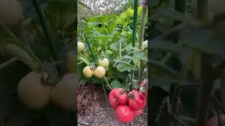 Томаты #помидоры #СадДача