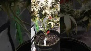 Cannabis Bl&uuml;tetag 49 Mimosa EVO von Hanfgarten mit Viparspectra, Plagron und HESI