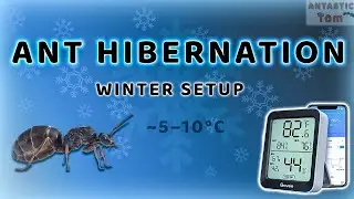 How to Safely Put Ants Into Hibernation (No Cold Shock Method)