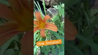 Orange Day Lily - Deceptively Invasive