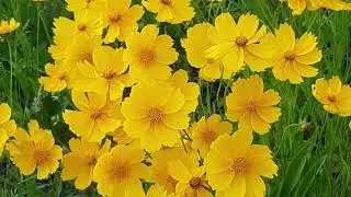 Calm and relaxing music/ bloomy heart music.