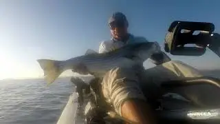 Fall Run 2020: Fishing the Northeast