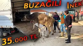 İNEK NAKLİYESİ 2022 #3