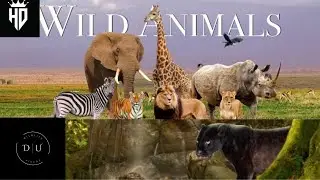 wild animal #wildlifedocumentary भारतीय वन्यजीवन #amazing #wildlife #animals #indianreflexes HD 2022