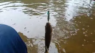 Pesca de tabarana rio itapetininga