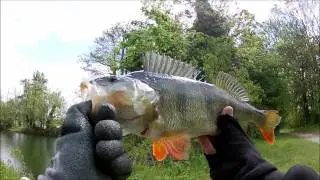 P&ecirc;che au crankbait. 1&egrave;re perche de l ann&eacute;e 46cm  (&eacute;tang priv&eacute;)