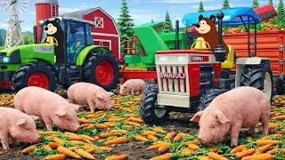 The Bear Farm 🐷🥕🚜 | Pig Feeding, Carrot Harvest & Farm Transport | Real Farm Animation