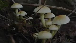 December mushroom woodland photography