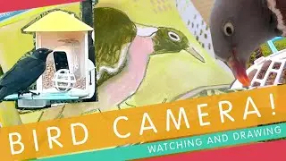 Drawing Birds from my Bird Feeder Camera
