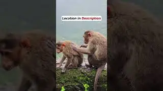 Don't miss this beautiful place if you are in Pune| Varandha Gahat