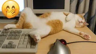 Try Not to Laugh Challenge 2025 😂😝 Crazy Funniest Cats & Dogs Moments🐶😺