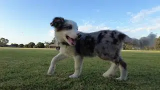 Blue merle tri border collie 4 month with miniature schnauzer